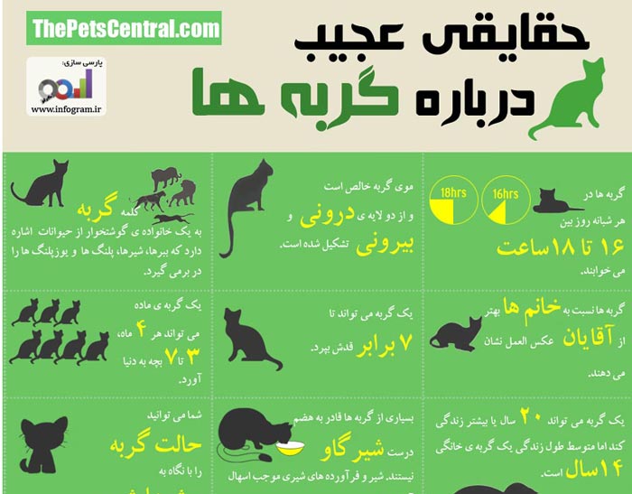 cat-infographic